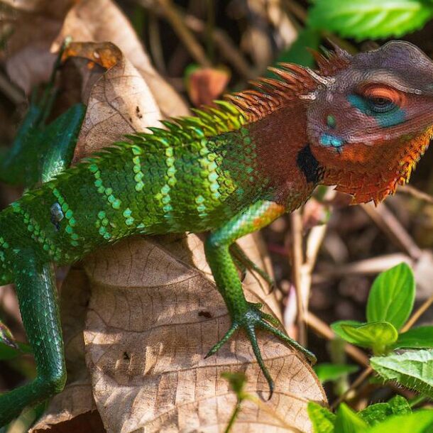 A Guide to Sinharaja Forest Reserve: Sri Lanka's Last Virgin Rainforest
