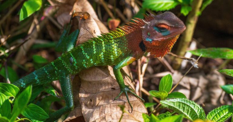 A Guide to Sinharaja Forest Reserve: Sri Lanka's Last Virgin Rainforest