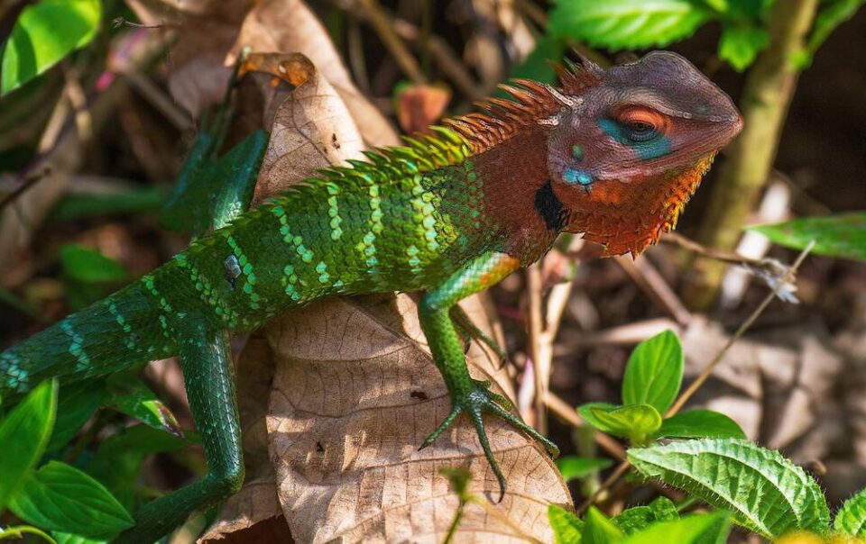 A Guide to Sinharaja Forest Reserve: Sri Lanka's Last Virgin Rainforest