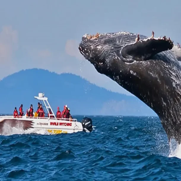 A Guide to Whale Watching in Mirissa: Finding Sri Lanka's Gentle Giants