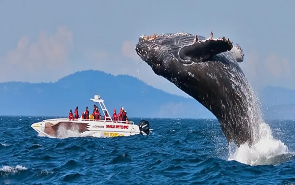 A Guide to Whale Watching in Mirissa: Finding Sri Lanka's Gentle Giants