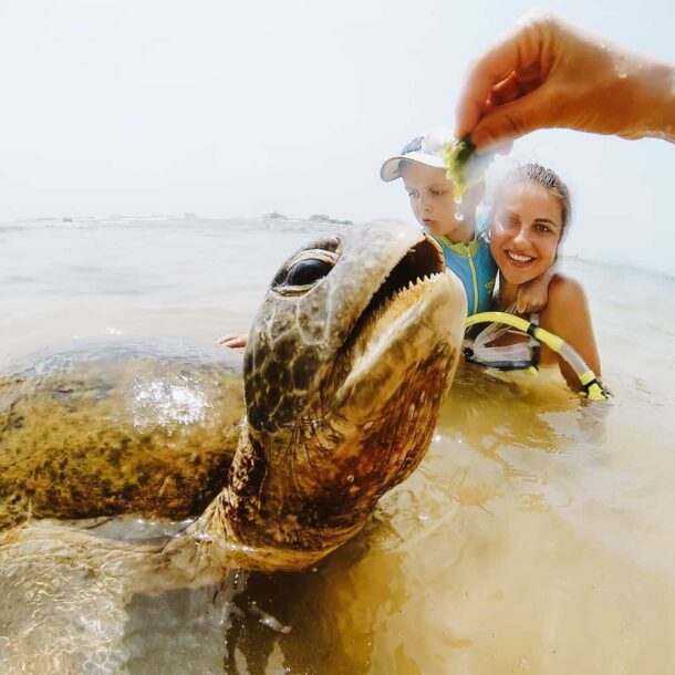 Hikkaduwa's Turtle Beach: Seeing Sri Lanka's Wild Turtles