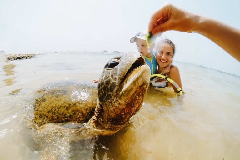 Hikkaduwa's Turtle Beach: Seeing Sri Lanka's Wild Turtles