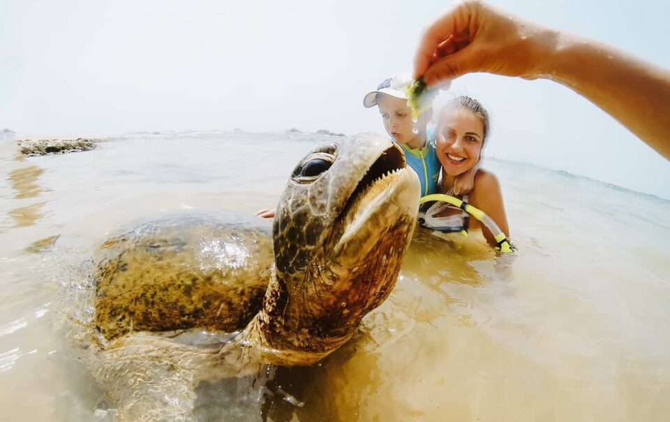 Hikkaduwa's Turtle Beach: Seeing Sri Lanka's Wild Turtles